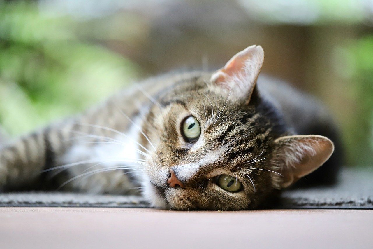 The Affectionate Nature of the Exotic Shorthair